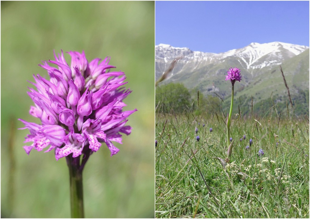 Il Gran Sasso e le orchidee - il mio omaggio al Gigante dellAppennino.